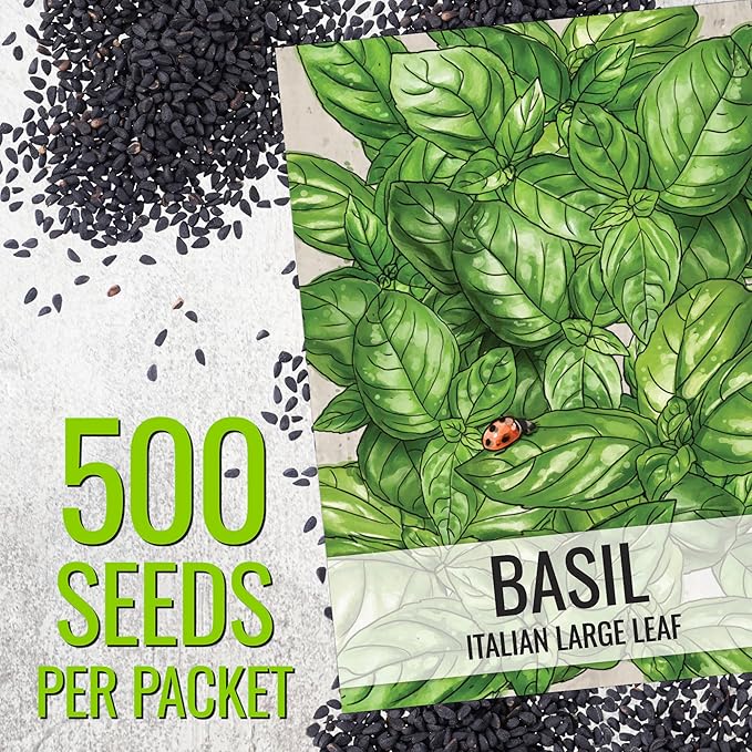 Seed Needs Basil Seeds for Planting Italian Large Leaf Herbs - Non-GMO Heirloom & Untreated - Grow an Indoor or Outdoor Home Grown Herb Garden (1 Pack)