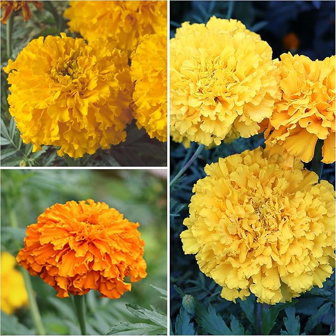 Seed Needs Crackerjack Marigold Seeds for Planting - Heirloom & Open Pollinated Annual Flowers - Plant a Butterfly Garden to Attract Pollinators (2 Packs)