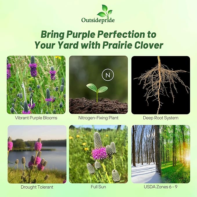 Outsidepride Purple Prairie Clover Seeds - 1000 Pcs Perennial Seeds for Planting, Easy to Grow, Drought & Heat Tolerant, High Protein Forage for Livestock, Ideal for Meadow Gardens, & Xeriscaping