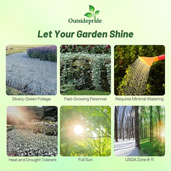 Outsidepride Perennial Dichondra Silver Falls Seed - 30 Pcs Heat & Drought-Tolerant, Low-Maintenance Ground Cover Seeds for Planting, Ideal for Container Plant, Erosion Control, & Silver Foliage