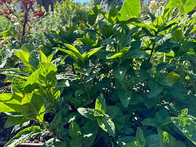 Plant Good Seed Japanese Indigo Seeds for Planting: Grow for Plant Dye, Makes Green Blue Colors - 200 Seed Packet