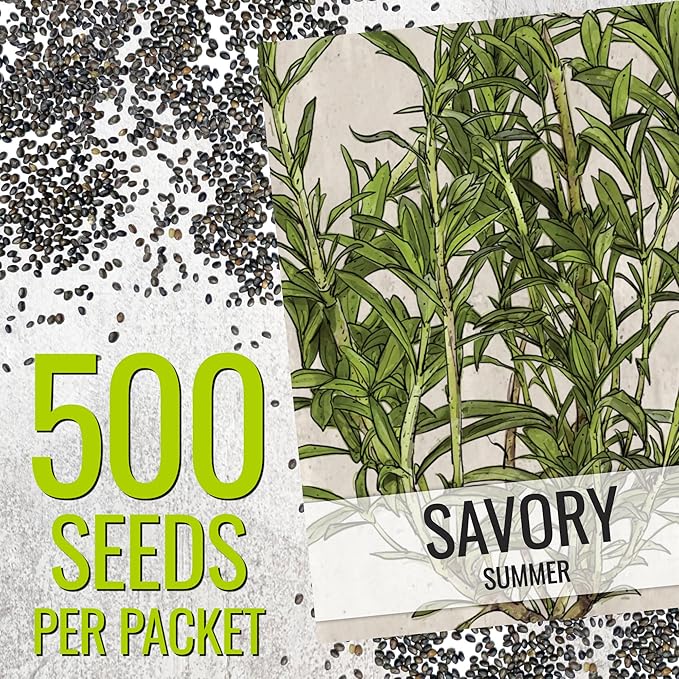 Seed Needs Summer Savory Seeds for Planting Herbs - Non-GMO Heirloom & Untreated Annual Herb Seed to Plant a Culinary Kitchen Garden Indoors or Outdoors (2 Packs)