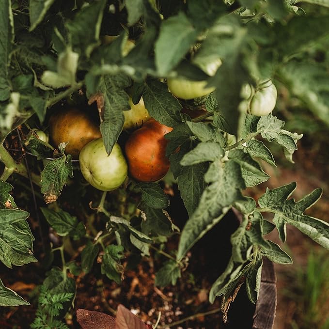 Tasmanian Chocolate Tomato - 50 Seeds - Dwarf Tomato for Containers, Produces Large Brown Beefsteak Tomatoes, Non-GMO, Heirloom Bush Tomato Seeds for Planting in The Home Garden, Thresh Seed Company