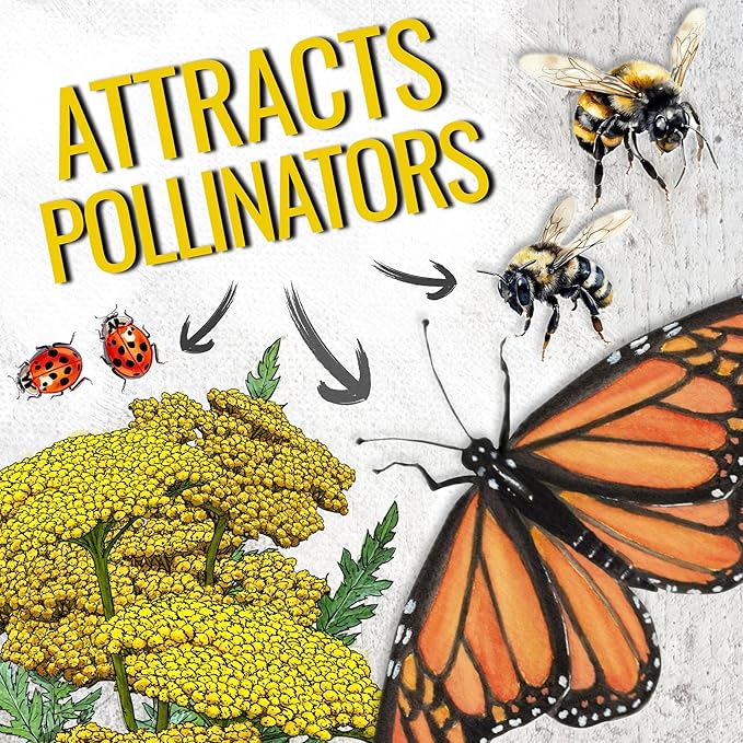 Seed Needs Gold Yarrow Seeds for Planting Yellow Achillea filipendulina - Heirloom & Open Pollinated Perennial Flowers to Attract Monarch Butterflies to a Butterfly Garden (1 Pack)
