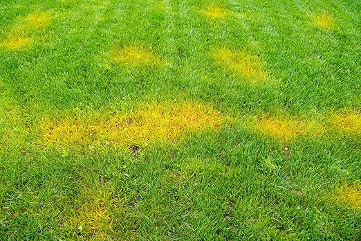Liquid Lawn Fertilizer for Yellow & Heat-Stressed Grass – 5-3-4 Living Soil Lawn Food with Humic & Kelp – Lawn Recovery & Root Growth Fertilizer – Nature’s Way Soil – 1 Gallon