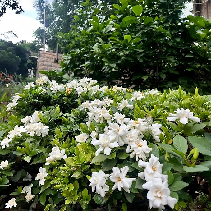300pcs Gardenia Seeds for Planting, Non-GMO, High Germination, Fragrant Flower Seeds, Ideal for Garden Beds, Patio Pots, Indoor Windowsills