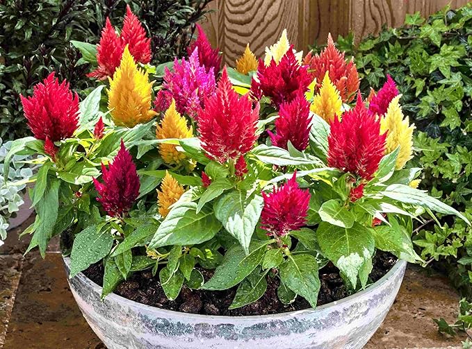 22Day Seeds: Seeds Plumed Cockscomb Mix/Celosia/Includes Variety Crested West Indian Toreador/Annual Flowers