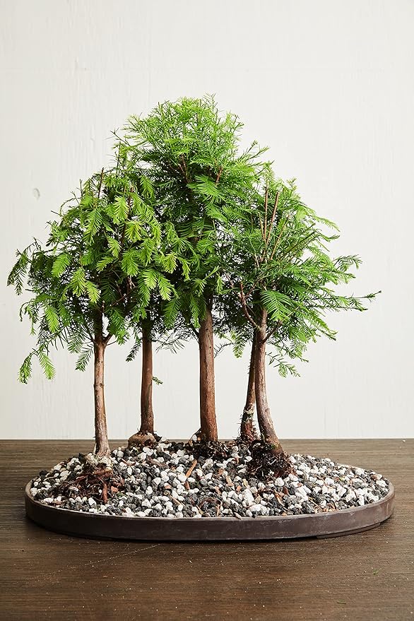Pumice for Bonsai, Succulent, Cactus, Alocasia, Monstera, and Tropical Aroids | 2 Quarts Bag | 1/4” Particle Size | The Bonsai Supply