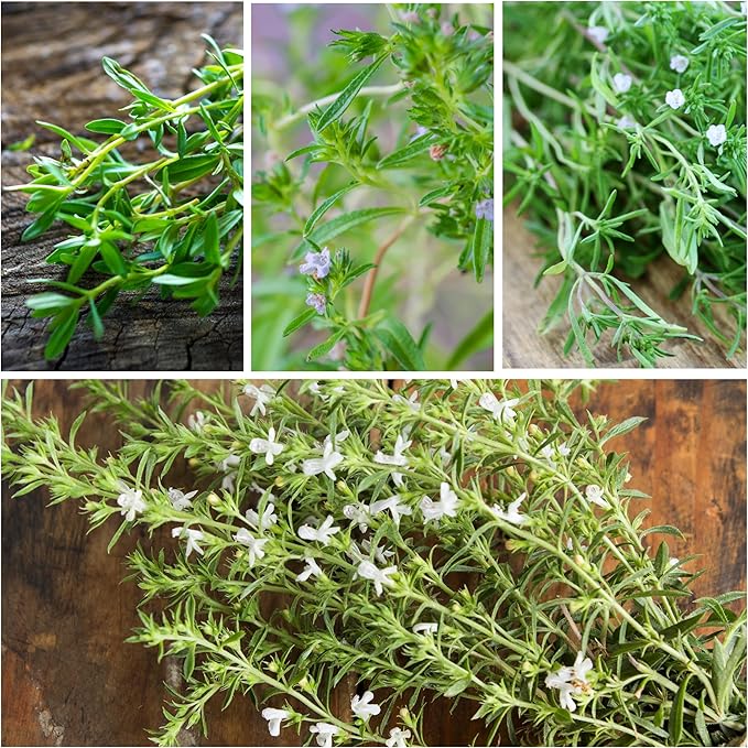 Seed Needs Savory Seeds for Planting Summer & Winter Savory Herbs - Non-GMO Heirloom & Untreated Herb Seed to Plant an Indoor/Outdoor Culinary Medicinal Garden (Collection of 2 Packets)