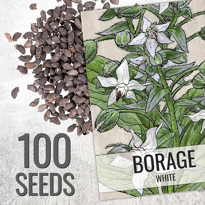 Seed Needs Borage Seeds for Planting Blue and White Star Flowers - Non-GMO Heirloom & Untreated Garden Seed to Plant an Indoor/Outdoor Garden - Attracts Pollinators (Collection of 2 Packets)