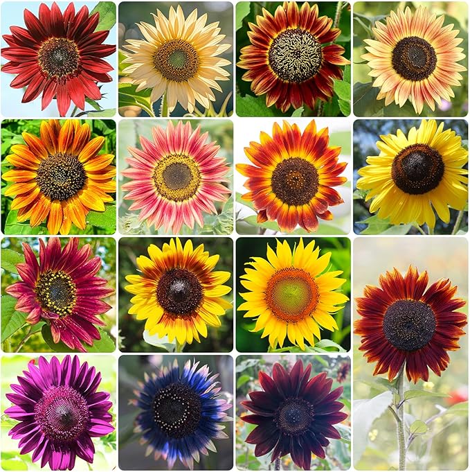 Sunflower Seeds for Planting, 15+ Varieties, 1 Oz, 300+ Mixed Seeds to Plant Colored Sunflower for Outdoors, Garden, Attracts Pollinators