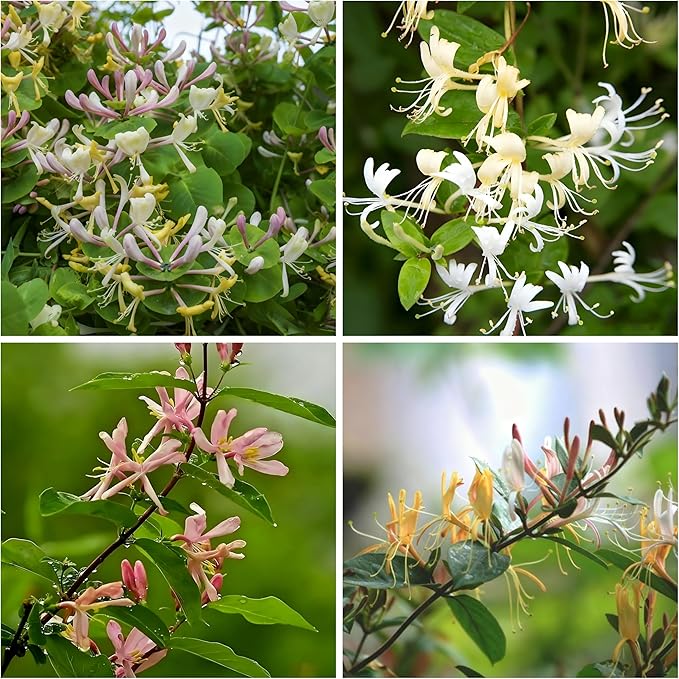 Honeysuckle Seeds for Planting, 200 Lonicera Vine Seeds, Non-GMO Heirloom Aromatic Honeysuckle Flower for Garden Home Outdoor