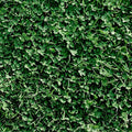 Miniature Clover Seeds – 1 lb (~400,000 Seeds) – Small Leaf White Clover – Low-Growing, Non-GMO Perennial Cover Crop & Lawn Alternative -Fixing Ground Cover