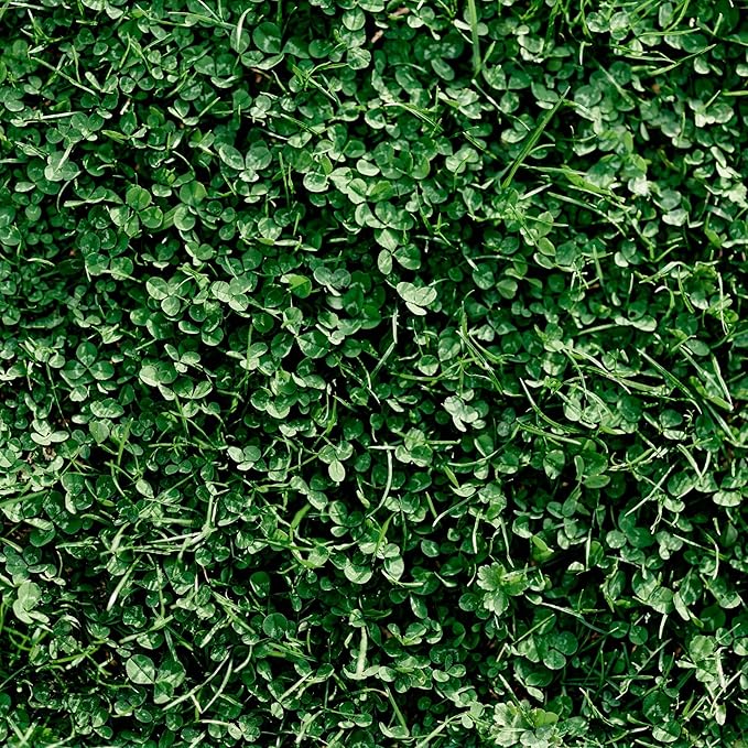 Miniature Clover Seeds – 1 lb (~400,000 Seeds) – Small Leaf White Clover – Low-Growing, Non-GMO Perennial Cover Crop & Lawn Alternative -Fixing Ground Cover