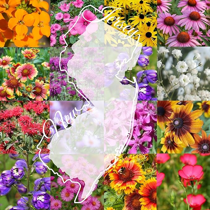 New Jersey Bulk Perennial Wildflower Seed Mix 1lb Covers 2,000sq-ft - Attract Pollinators, Multi-Color Blooms - Northeast US Species Plant in Spring/Fall - Earth-Friendly Packaging (1 Pound)