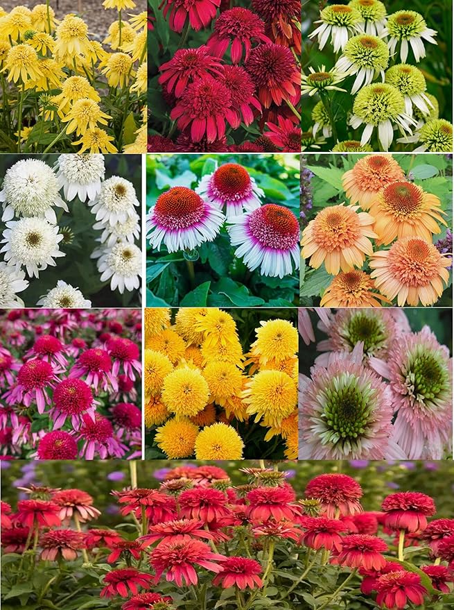 100PCS Echinacea Purpurea Seeds Mixed Color Live Perennial Plants Attracts Hummingbirds and Butterflies Heirloom Seeds