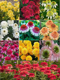 100PCS Echinacea Purpurea Seeds Mixed Color Live Perennial Plants Attracts Hummingbirds and Butterflies Heirloom Seeds