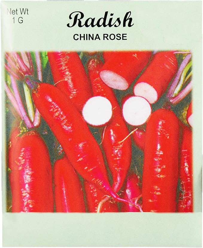 Set of 25 Radish China Rose Vegetable Seed Packs - 100% GMO Free - Heirloom - Black Duck Brand (25, Radish- China Rose)