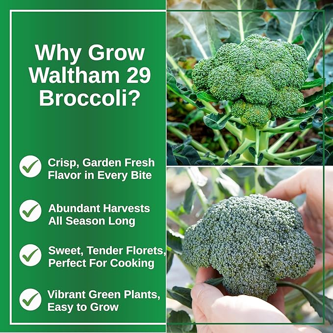 TKE Farms & Gardens - Waltham 29 Broccoli Seeds for Planting, 500+ Non-GMO Heirloom Seeds, Cold-Hardy Variety, Ideal for Fall & Winter Gardens, Easy Growing Instructions Included