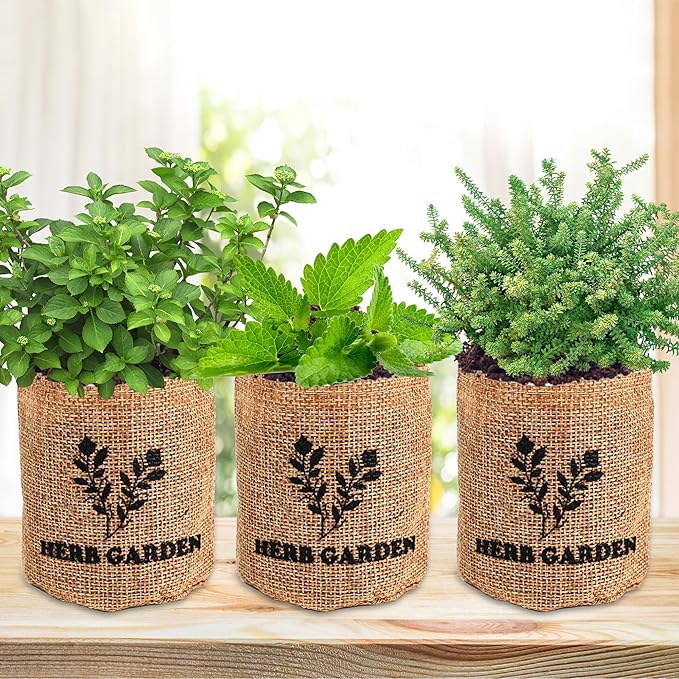 Indoor Herb Garden Starter Kit, Growing into Basil, Parsley, Rosemary, Thyme, Mint, Including A Wooden Box, Soil Discs & Planters with A Gift Box, Ideal Gifts for Women