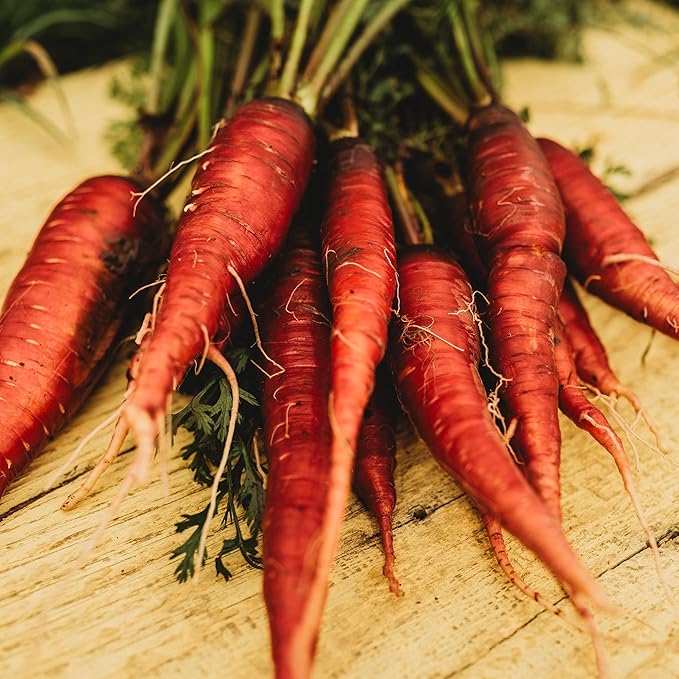 Cosmic Purple Carrot - 150 Seeds - Heirloom & Open-Pollinated Variety, Non-GMO Vegetable Seeds for Planting Indoors or Outdoors in Containers or The Home Garden, Thresh Seed Company