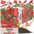 Seed Needs Salvia Seeds for Planting Scarlet Sage Flowers - Heirloom & Open Pollinated Perennial Wildflower Seed to Plant an Outdoor Butterfly Garden to Attract Pollinators (10 Packs)