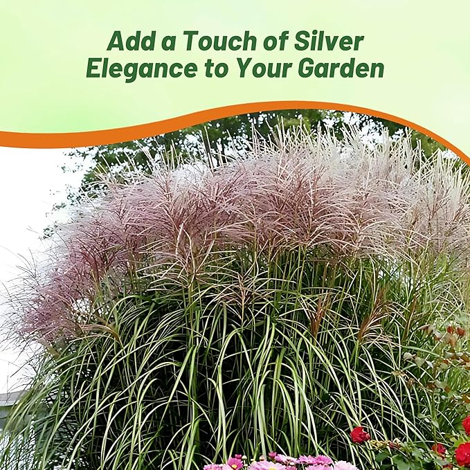 Outsidepride New Hybrids Miscanthus Sinensis Seeds - 250 Pcs. Perennial, Drought & Heat Tolerant, Chinese Silver Ornamental Grass, Tall Growth, Low Maintenance for Landscaping & Privacy Screens