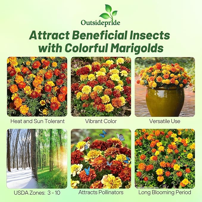 Outsidepride Strawberry Blonde French Marigold Seeds - 200 Pcs Annual, Compact, Heat & Drought Tolerant Flower Seeds for Planting w/Unique Multicolor Blooms, Ideal for Vibrant Pollinator Gardens