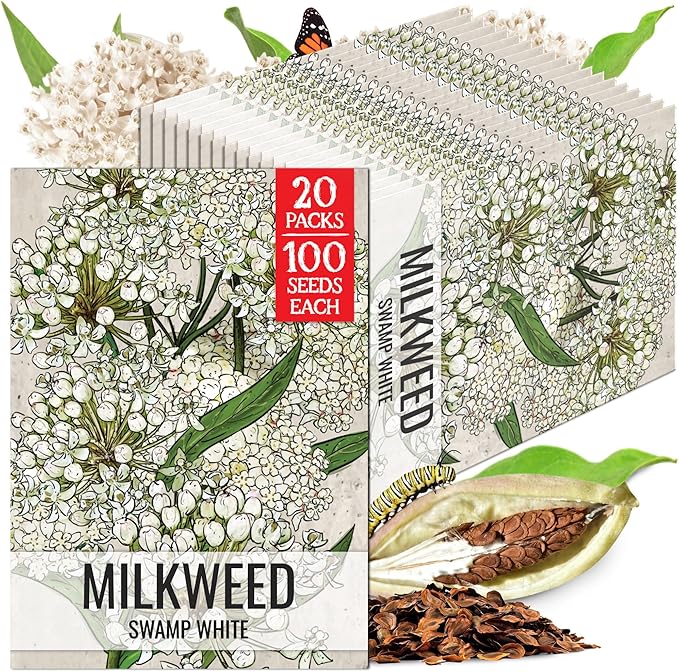 Seed Needs Milkweed Seeds for Planting White Asclepias incarnata - Heirloom & Open Pollinated Wildflower Seed to Plant Perennial Flowers in a Butterfly Garden (20 Packs)