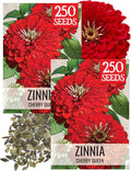Seed Needs, Cherry Queen Zinnia Seeds - 250 Heirloom Seeds for Planting Zinnia elegans - Attracts Butterflies & Pollinators, Great Cut Flowers (2 Packs)