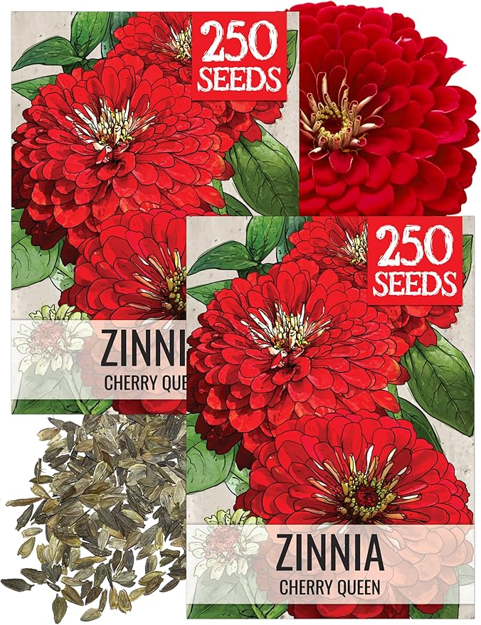 Seed Needs, Cherry Queen Zinnia Seeds - 250 Heirloom Seeds for Planting Zinnia elegans - Attracts Butterflies & Pollinators, Great Cut Flowers (2 Packs)