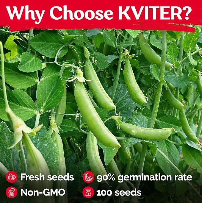 KVITER 100 Sugar Snap Peas Seeds (Pisum sativum) – Sweet Pea Heirloom Seed, Crisp Flavor, Plumper Pods & Early Harvest — Vegetable Seeds for Planting in Outdoor Garden, Containers & Beds