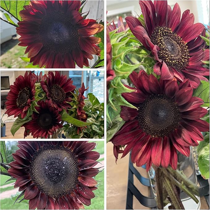 Seed Needs, Procut Red Sunflower (Helianthus annuus) Twin Pack 40 Seeds Each - Specialty Hybrid