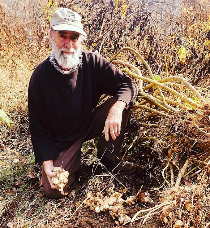 Organic Jerusalem Artichoke Tubers (Helianthus tuberosus) - Sunchokes, Sunroot or Jerusalem Artichokes for Planting or Eating - 20 Tubers for Planting