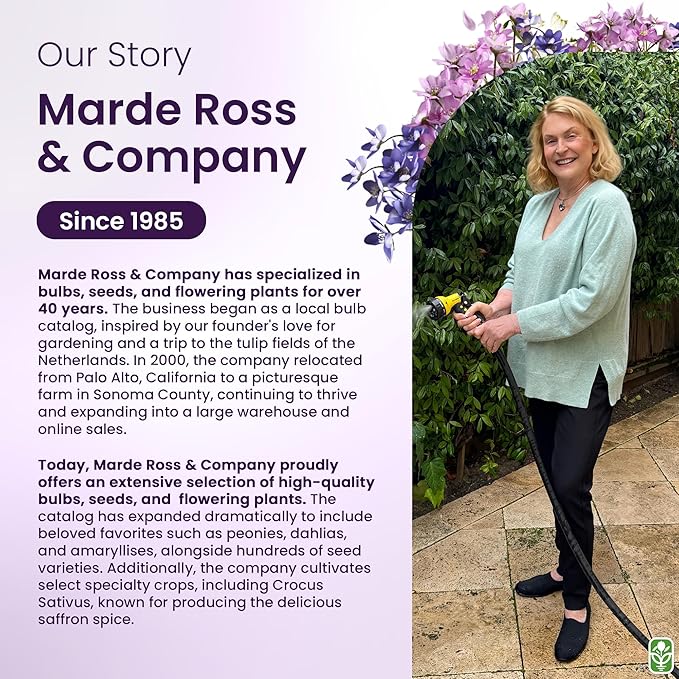 5 Double Snowdrops Bulbs - Top Size - Earliest Spring Blooms Thrive in Shade and Partial Sun - A Rare and Potected Specie in Holland