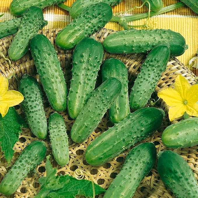 Parade Cucumber Seeds - 3 g Packet ~90 Seeds - Non-GMO, Heirloom - Vegetable Garden - Cucumis sativus