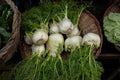 Seed Needs Florence Fennel Seeds for Planting Medicinal/Culinary Herbs - Non-GMO Heirloom & Untreated Herb Seed to Plant an Indoor/Outdoor Kitchen Garden