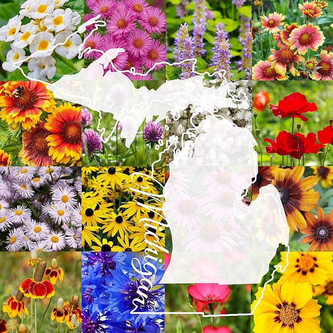 Michigan Bulk Perennial Wildflower Seed Mix 1lb Covers 2,000sq-ft - Attract Pollinators, Multi-Color Blooms - Midwest US Species Plant in Spring/Fall - Earth-Friendly Packaging (1/2 Pound)