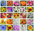 25 Heirloom Flower Seed Packets for Planting: 20+ Varieties Flower Seeds - Forget Me Not, Sunflower, Marigold, Zinnia Lilliput, Snapdragon, Hummingbird & Butterfly Wildflower Seeds and More