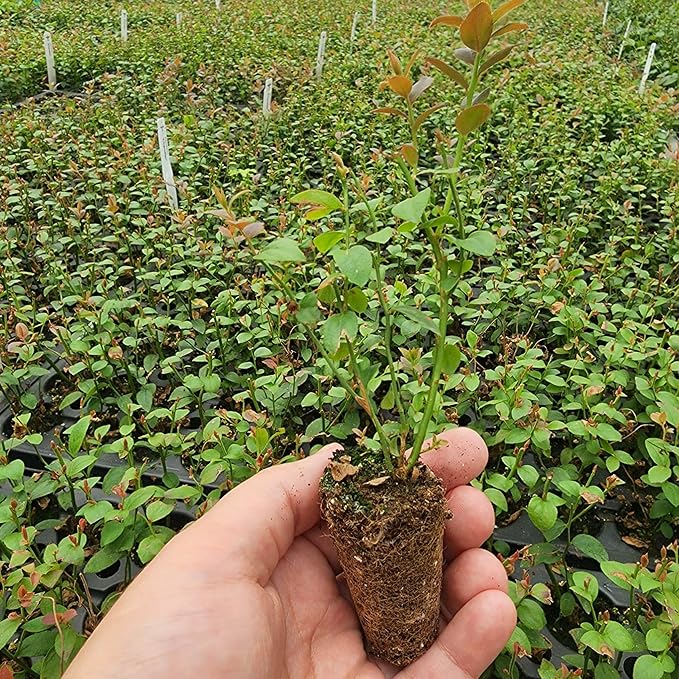 Blueberry Plant Chandler Live for Sale (4 Pack) | Easy to Grow Plants | Edible Fruit Plant for Sustainable Living | Grow Your own Food on Your Edible Organic Garden| Live for Planting| No Seeds