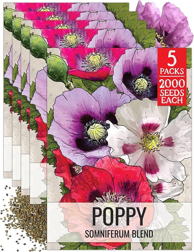 Seed Needs Mixed Somniferum Poppy Seeds for Planting - Heirloom & Open Pollinated Annual Flowers - Colorful Masses of Wildflowers, Perfect for a Butterfly Garden (5 Packs)