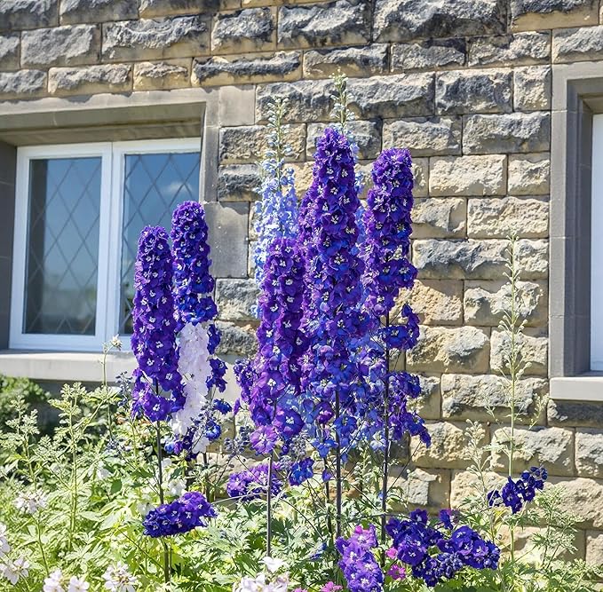 Delphinium Seeds 2000 Pcs - Mixed Colors, Tall, Heat & Drought Tolerant, Self-Seeding Perennial Wildflowers for Flower Arrangements & Pollinator Gardens