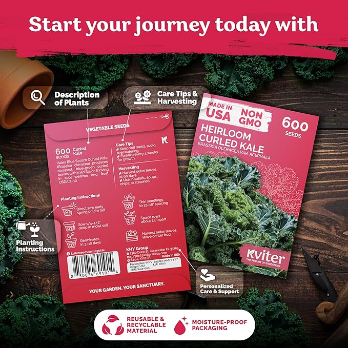 KVITER 600 Vates Blue Scotch Curled Kale (Brassica oleracea VAR. Acephala) Seeds – Cold-Hardy Leafy Green for Gardens and Beds – Nutrient Rich, Frilly Leaves, Excellent for Cooking