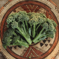 Waltham 29 Broccoli - 100 Seeds - Heirloom Broccoli Variety, Sweet & Tender Florets, Non-GMO Broccoli Seeds for Planting in The Home Garden, Thresh Seed Company