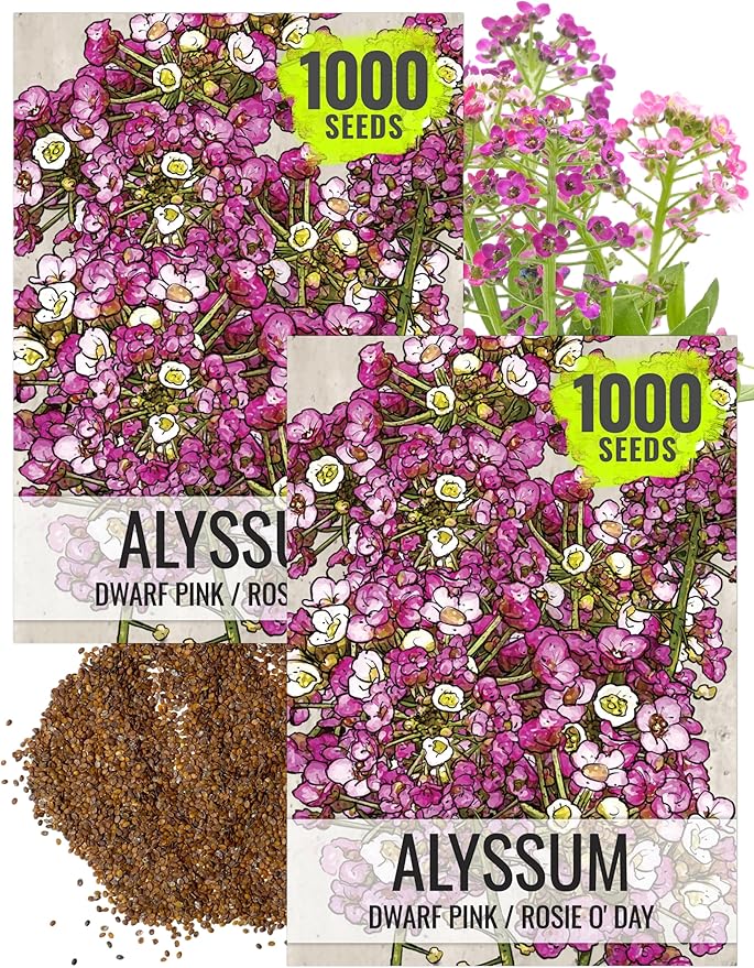 Seed Needs Dwarf Pink Alyssum Seeds for Planting - Heirloom & Open Pollinated Flower Seed to Plant Low Growing Tender Perennial Flowers for Rock Gardens, Pots & Containers (2 Packs)