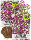 Seed Needs Dwarf Pink Alyssum Seeds for Planting - Heirloom & Open Pollinated Flower Seed to Plant Low Growing Tender Perennial Flowers for Rock Gardens, Pots & Containers (2 Packs)