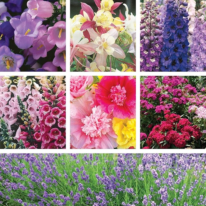 Ferry-Morse English Cottage Perennial Garden Seed Variety Pack - 7 Pack
