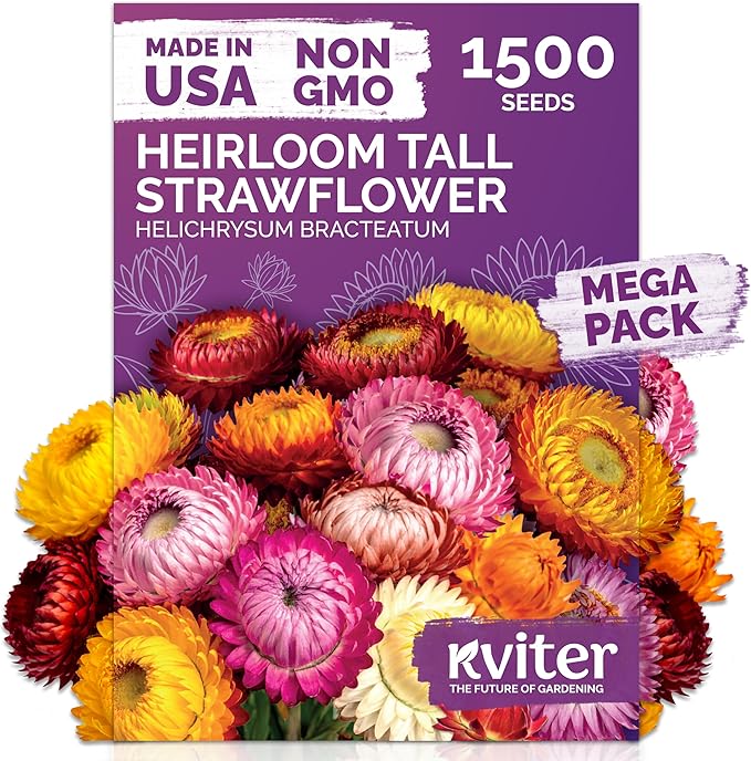 KVITER 1,500 Tall Mix Strawflower Seeds for Planting (Xerochrysum/Helichrysum Bracteatum) — Golden Everlasting Flower, Paper Daisy — Ideal Organic, Heirloom Cut Flower Seeds to Plant Outside & Drying