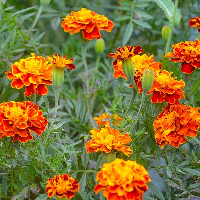 The Old Farmer's Almanac Petite Mixture Marigold Seeds - Premium Non-GMO, Open Pollinated, USA Origin - Approx 200 Flower Seeds