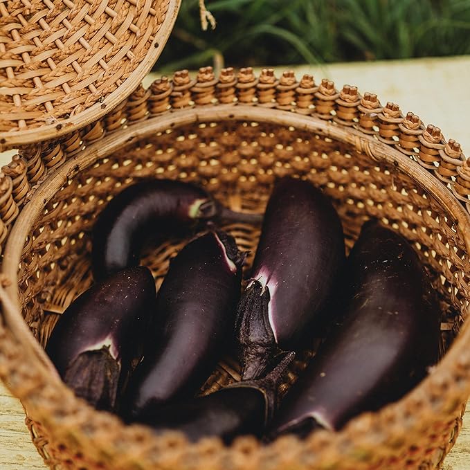 Fengyuan Purple Eggplant - 25 Seeds - Heirloom & Open-Pollinated Variety, USA-Grown, Non-GMO Vegetable Seeds for Planting Outdoors in The Home Garden, Thresh Seed Company